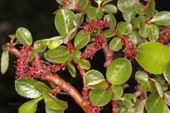 Salix calyculata